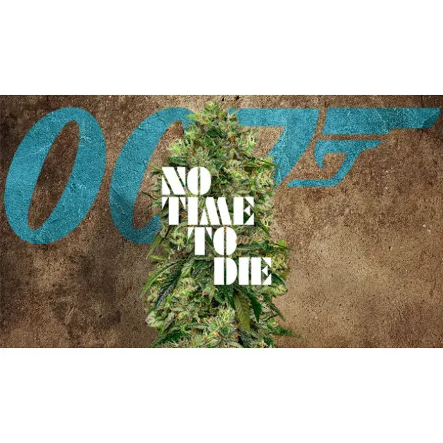 Entdecken Sie die Widerstandsfähigkeit von Cannabissamen, die selbst James Bond nicht töten konnte – bei Discount Cannabis Seeds.
