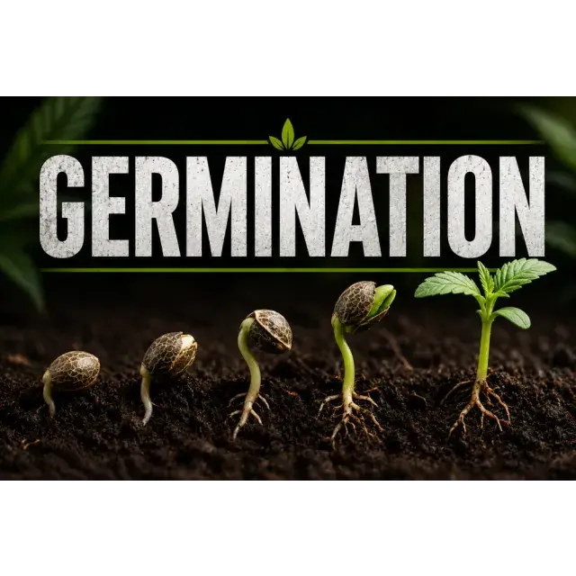 Cannabis Seeds Germination Guide (How To Germinate Seeds Fast)