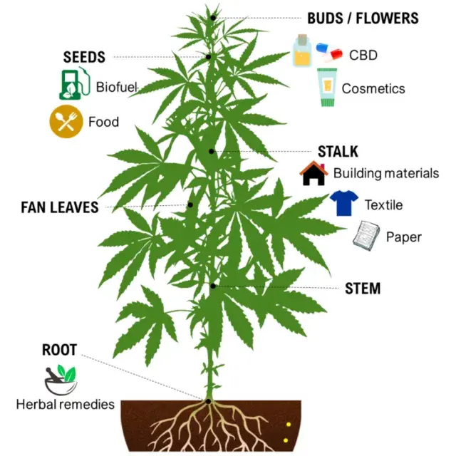 Cannabis Seeds: How Cannabis Genetics Affect Yield, THC, and Growth.