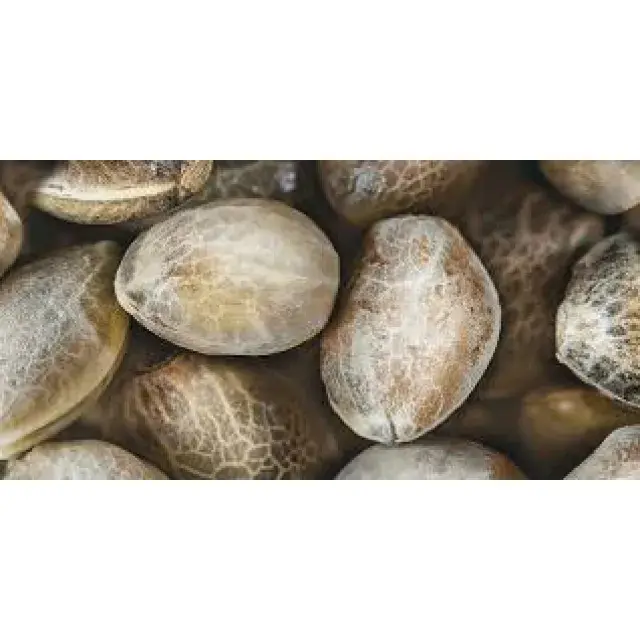 Cannabis Seeds Myths Debunked: Discover the Truth at Discount Cannabis Seeds.