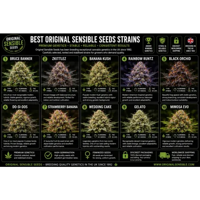 Cannabis Seeds: Original Sensible Seeds Strains: Top Cannabis Genetics.