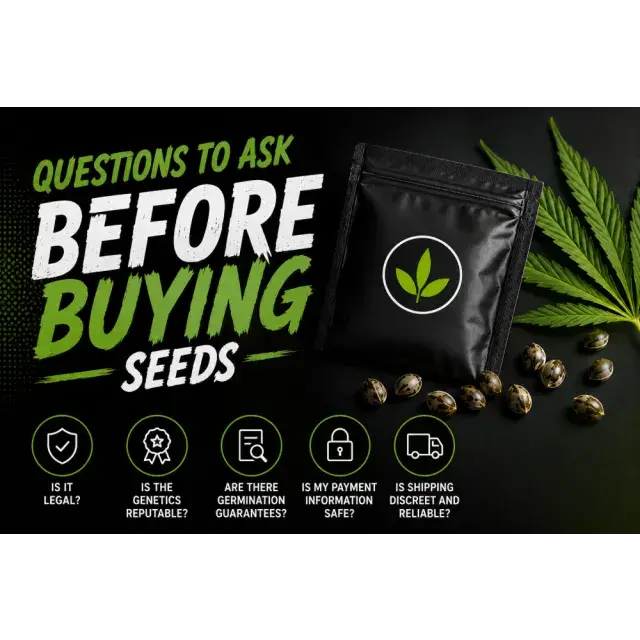 Cannabis Seeds: Questions to Ask Before Buying Cannabis Seeds.