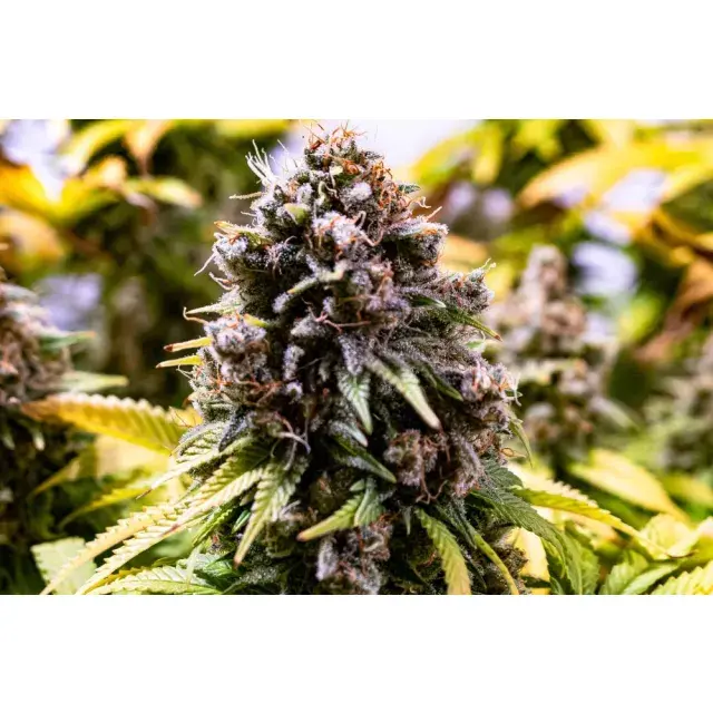 Cannabis Seeds: Real Gorilla Cannabis Seeds Strains.