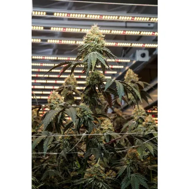 Cannabis Seeds Review Guide With Real Grow Data And Expert Insight.