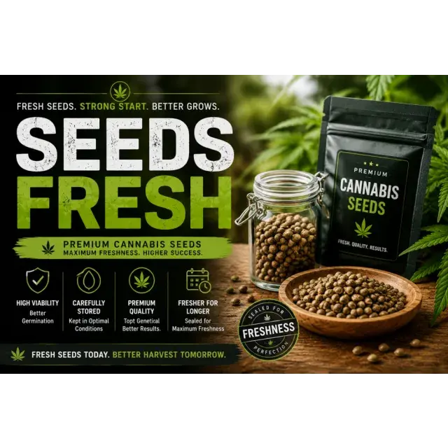 Cannabis Seeds Storage. How Proper Storage Improves Germination and Grow Success.