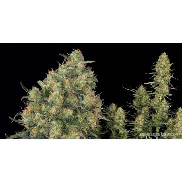 Why Some Cannabis Seeds Strains Feel Stronger Despite Lower THC.