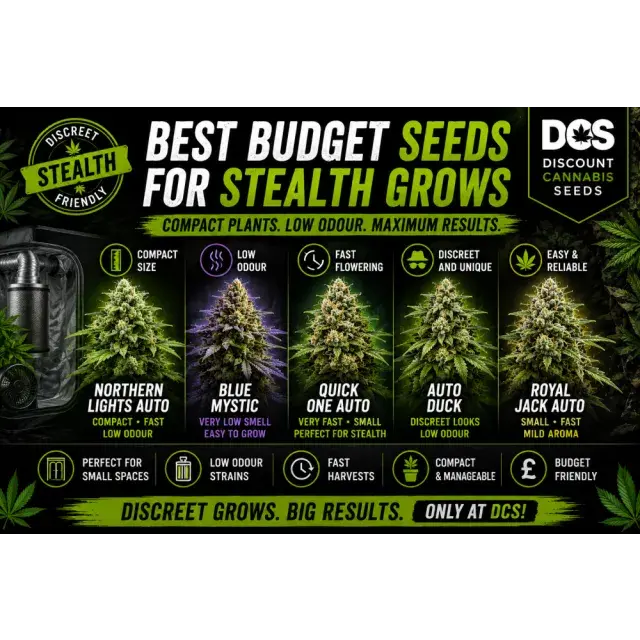 Cannabis Seeds: The Best Budget Seeds for Stealth Grow.