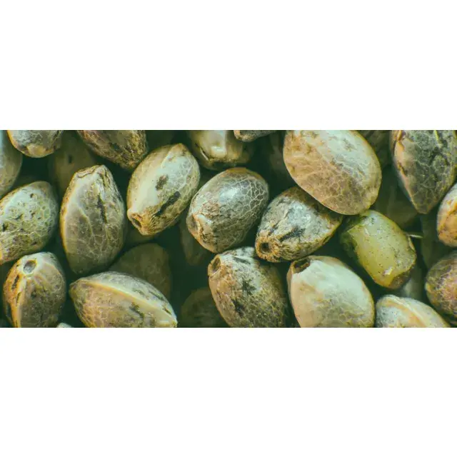 Cannabis Seeds: The Best Cannabis Seeds Breeders in the World.