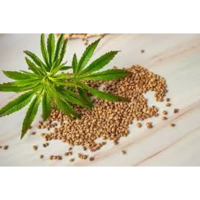 Best Beginner Cannabis Seeds UK (Top Easy-to-Grow Strains 2026).
