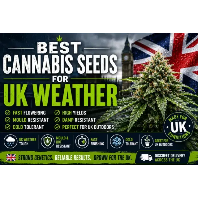 Cannabis Seeds: The Best Cannabis Seeds for UK Weather.