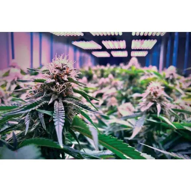 Top 10 Cannabis Seeds That Grow the Fastest Outdoors UK (2026 Guide).