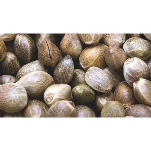 Auto flowering Cannabis Seeds: The Future of Effortless Growing.