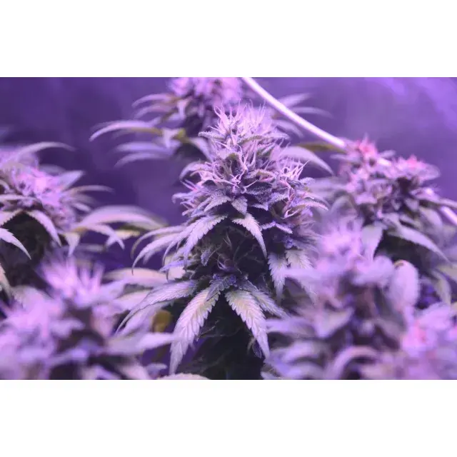  Cannabis Seeds: The Potent Purple Weed Strain Discover Today.