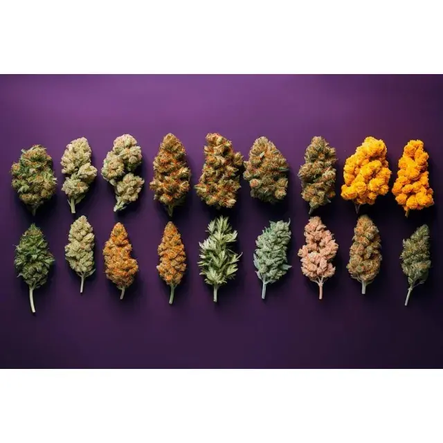 Cannabis Seeds: The Top 25 Cannabis Seeds Breeders in the World (2026).