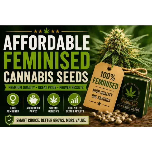 Cannabis Seeds: The Top Affordable Feminised Seeds in 2026.
