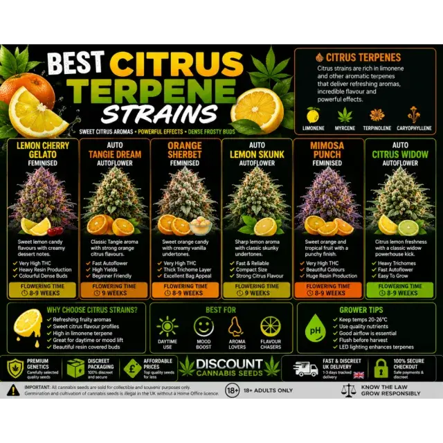 Cannabis Seeds: The Top Citrus Terpene Cannabis Strains.