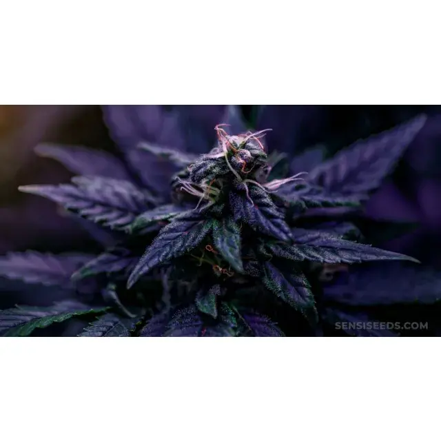 History’s Most Legendary Cannabis Seeds Strains and Their Origins.