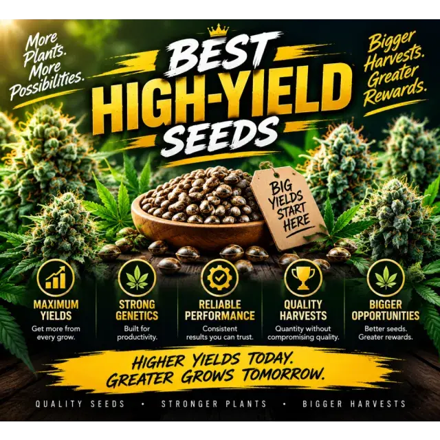 Cannabis Seeds: Top Cannabis Seeds for Impressive Harvest Potential.