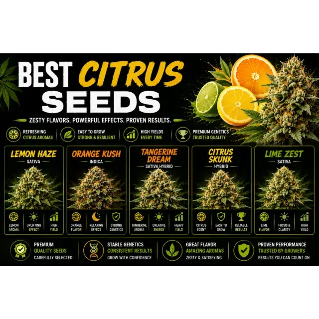 Cannabis Seeds: Top Citrus Genetics with Bright Citrus Aromas.