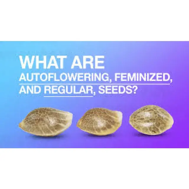 Cannabis Seeds Types: Auto Flower vs Feminised vs Regular.