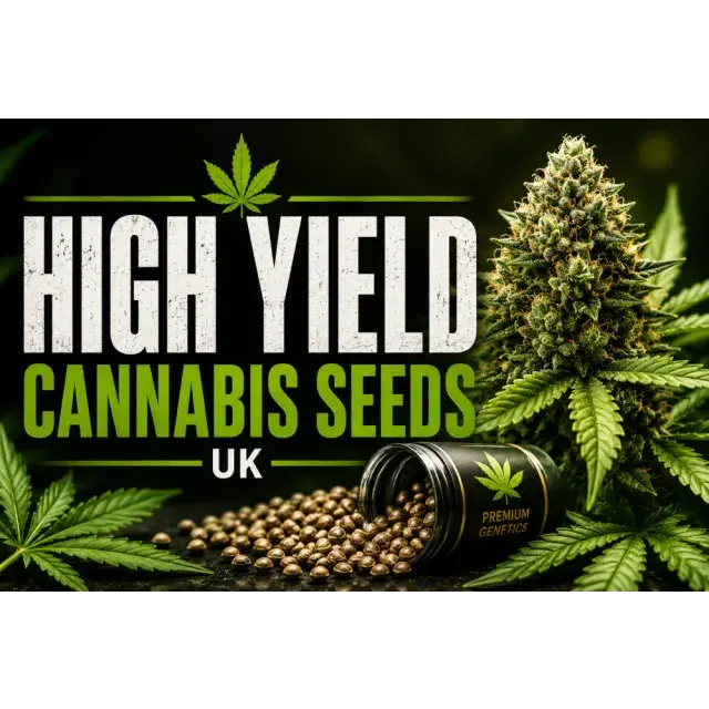 Cannabis Seeds UK (Top Producing Cannabis Strains Guide 2026).