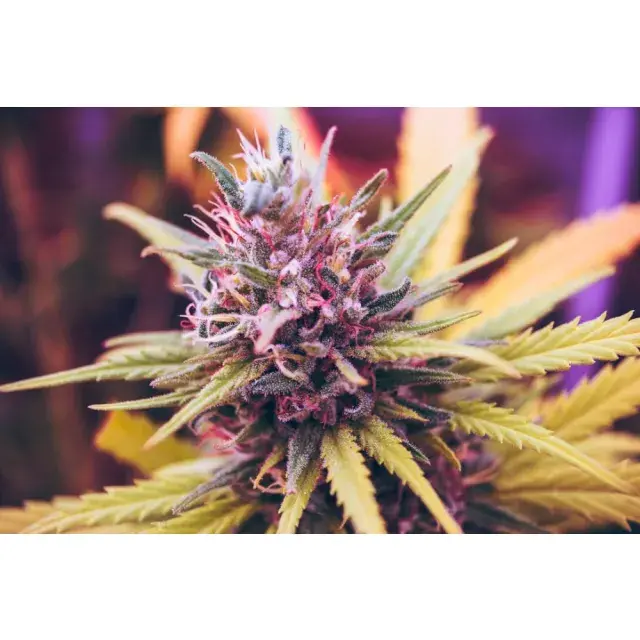 Die wachsende Nachfrage nach günstigen Cannabissamen: Marktführerschaft für günstige Cannabissamen.