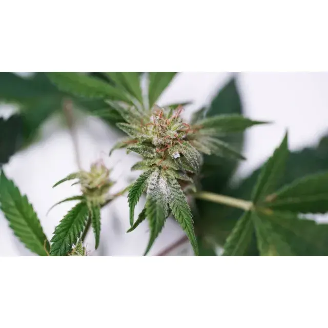 Cheap vs Premium Cannabis Seeds – What’s the Real Difference?
