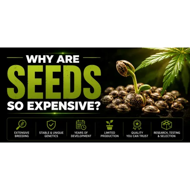 Cannabis Seeds Why Are They So Expensive? Understanding the Cost.