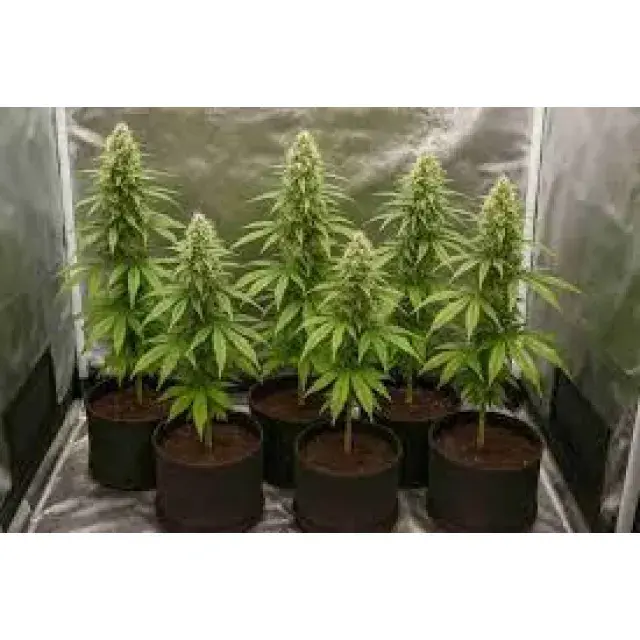Cannabis Seeds for Grow Tents (2x2 / 3x3 Grow Guide 2026)
