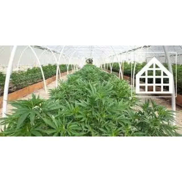 Cannabis Seeds for Hot Weather UK (Greenhouse Growing Guide 2026).