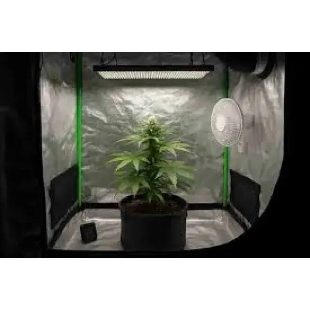 Cannabis Seeds for Small Grow Spaces Stealth & Compact Strains.