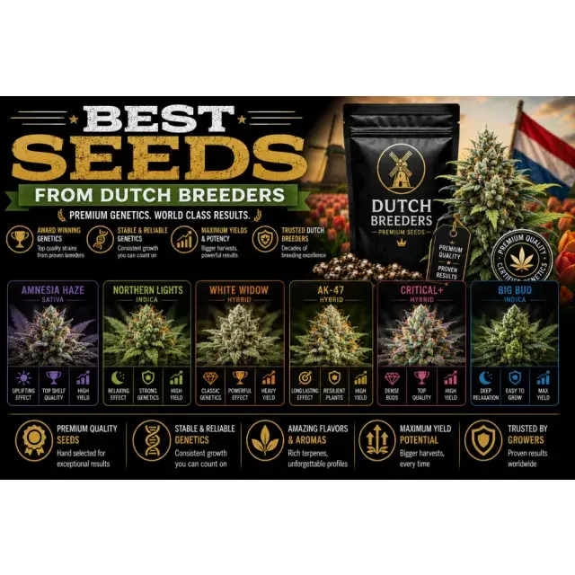 Cannabis Seeds from Dutch Breeders: Dutch Genetics Worth Growing.