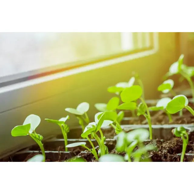 Why Some Cannabis Seeds Are Better Indoors Than Outdoors.