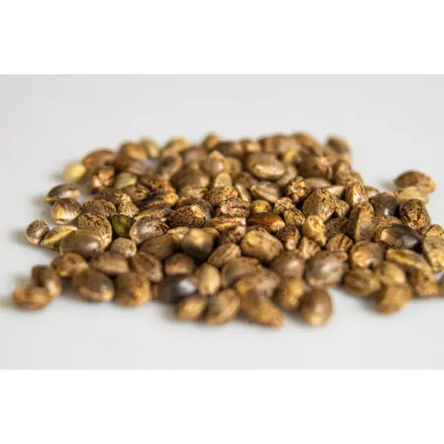 Why Some Cannabis Seeds Packs Show More Phenotype Variation Than Others.