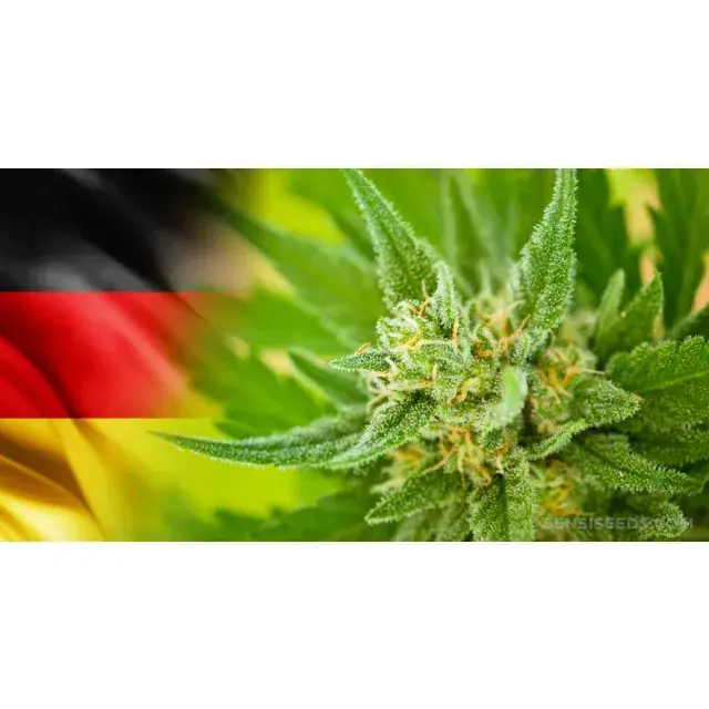 Top Cannabis Seeds for Germany in the Newly Legalized Market.