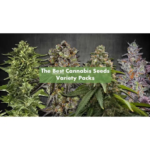 Cannabis Seeds - The Best Variety Packs Of Cannabis Seeds.