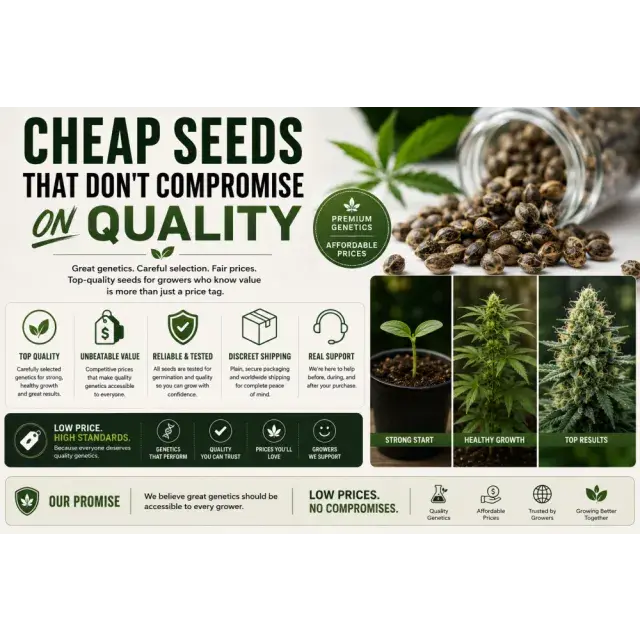 Cheap Cannabis Seeds That Don't Compromise on Quality.