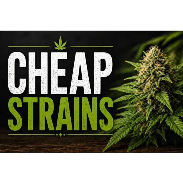 Cheap Cannabis Seeds To Buy At Discount Cannabis Seeds Best Budget Strains.