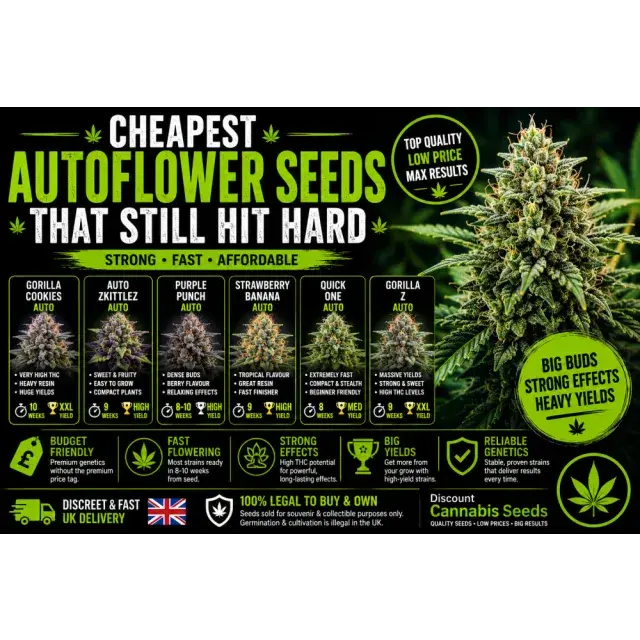 Cannabis Seeds: Cheapest Auto flower Seeds That Still Hit Hard.