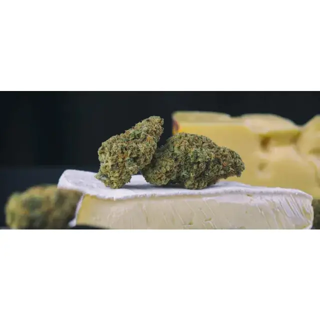 Die Vorteile des Anbaus von Cheese-Cannabissamen erkunden.