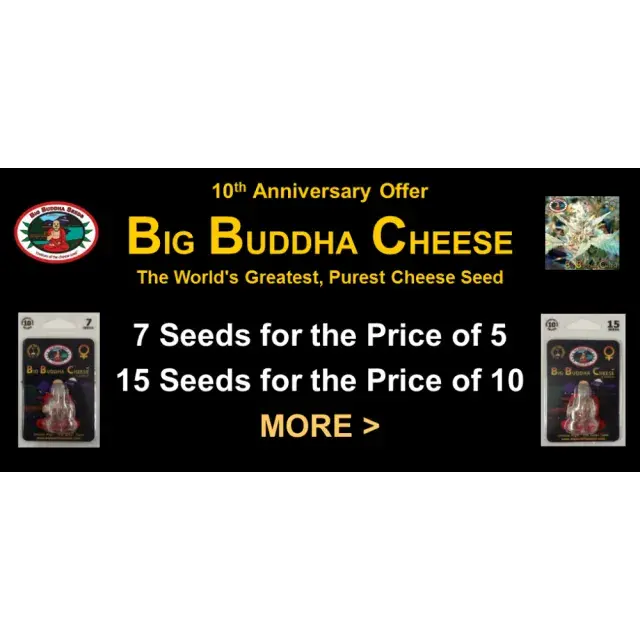 Cаnnаbіѕ Seeds Strаіn Rеvіеw – Chееѕе - Big Buddha Seeds.