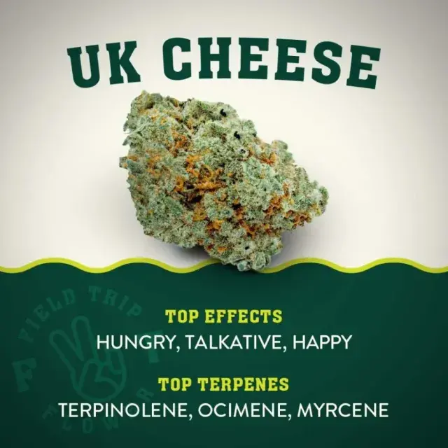 Cannabis Seeds: The Best Cheese Strain This September.