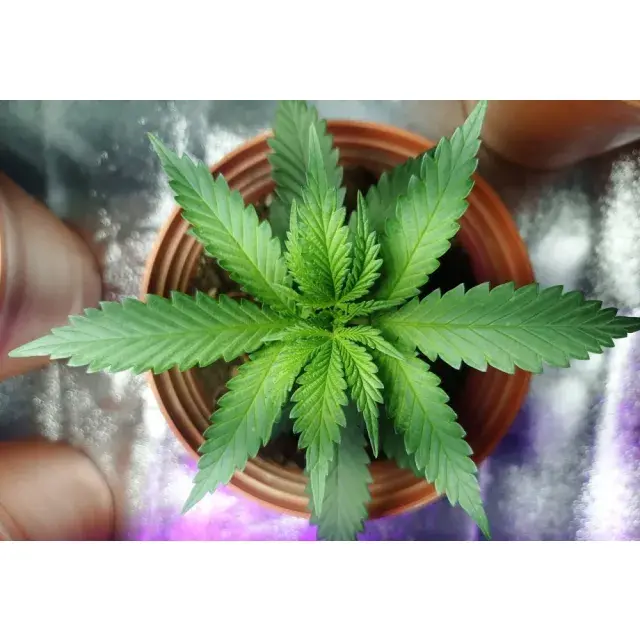 Choosing the Best Cannabis Seeds for Your Grow in 2025.