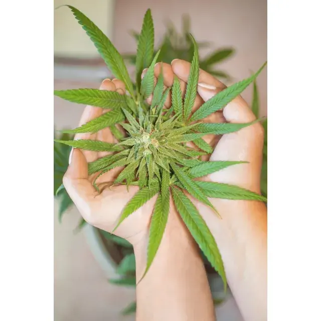 The Cheapest Cannabis Seeds That Still Deliver High Quality.