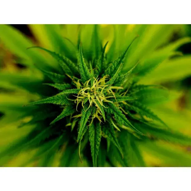 How to Choose Cannabis Seeds for Consistency (Not Hype).