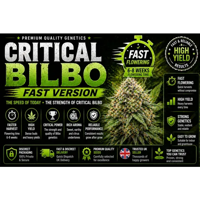 Critical Bilbo Fast Version Cannabis Seeds UK (Fast Flowering Guide 2026).