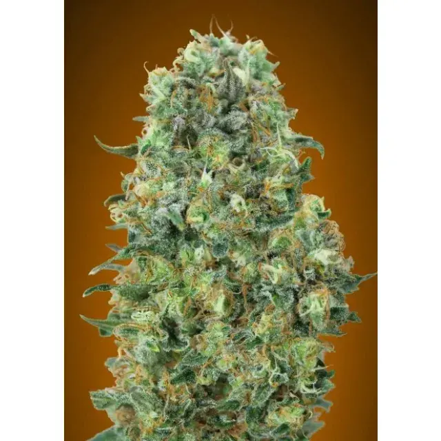 Unlocking High Yield Potential: A Comprehensive Guide to Critical Mass Cannabis Seeds at Discount Cannabis Seeds.