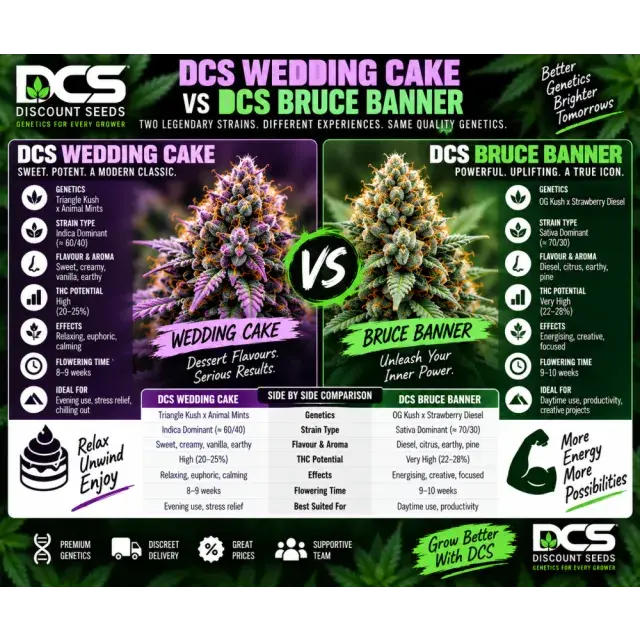 Cannabis Seeds: DCS Wedding Cake Seeds vs DCS Bruce Banner Seeds.
