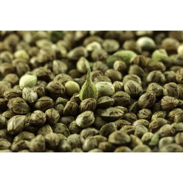 Get More Bang for Your Bud: The Guide to Discount Cannabis Seeds
