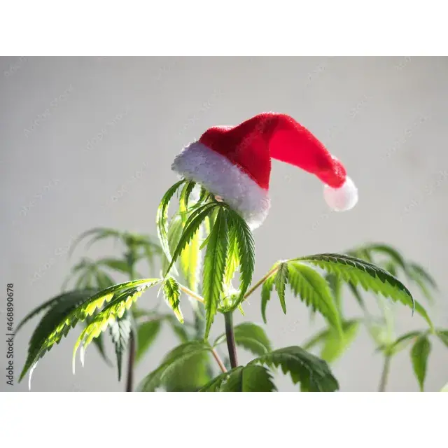 The Best Value Cannabis Seeds for Christmas Stocking Fillers.